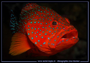 Little Red Grouper in the Red Sea... :O).. by Michel Lonfat 